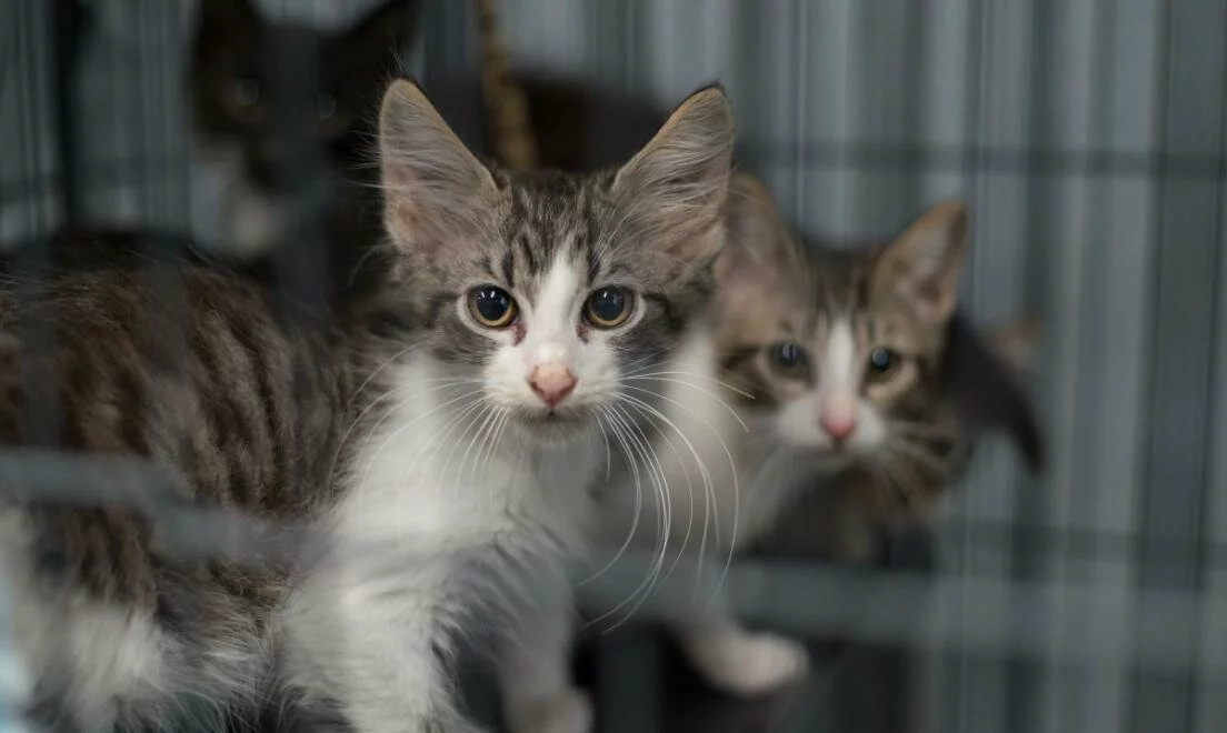 Three young tabby and white kittens sit inside a metal cage, looking toward the camera. The background is slightly blurred, focusing attention on the kittens curious expressions.