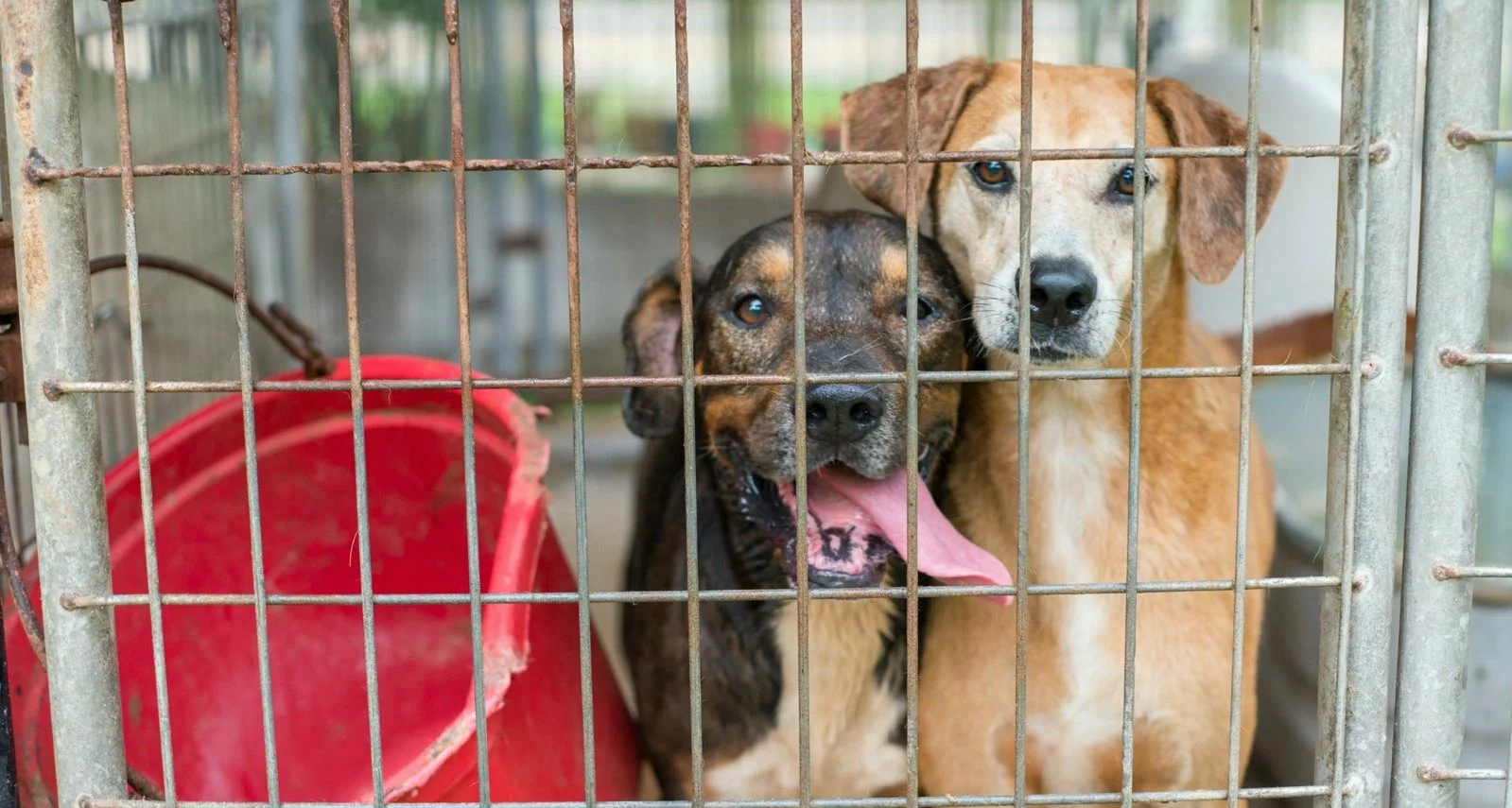 Two dogs stand close together behind the bars of a metal cage, one with its tongue out and the other looking directly ahead; a red plastic bucket is tipped over inside the cage.
