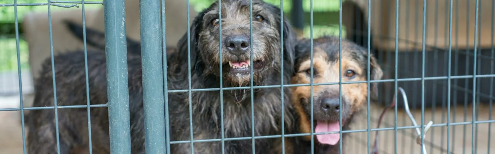 Two scruffy dogs stand close together behind the bars of a metal cage, looking out. One dog has a dark, wiry coat and the other has a lighter brown face, both appearing alert and friendly.