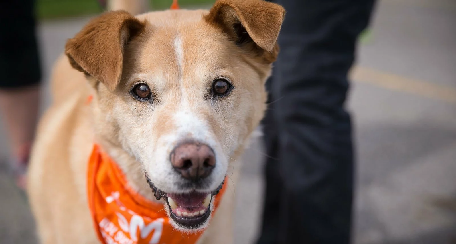 A happy tan dog with white markings wearing an orange bandana looks directly at the camera, standing outdoors on a paved surface.