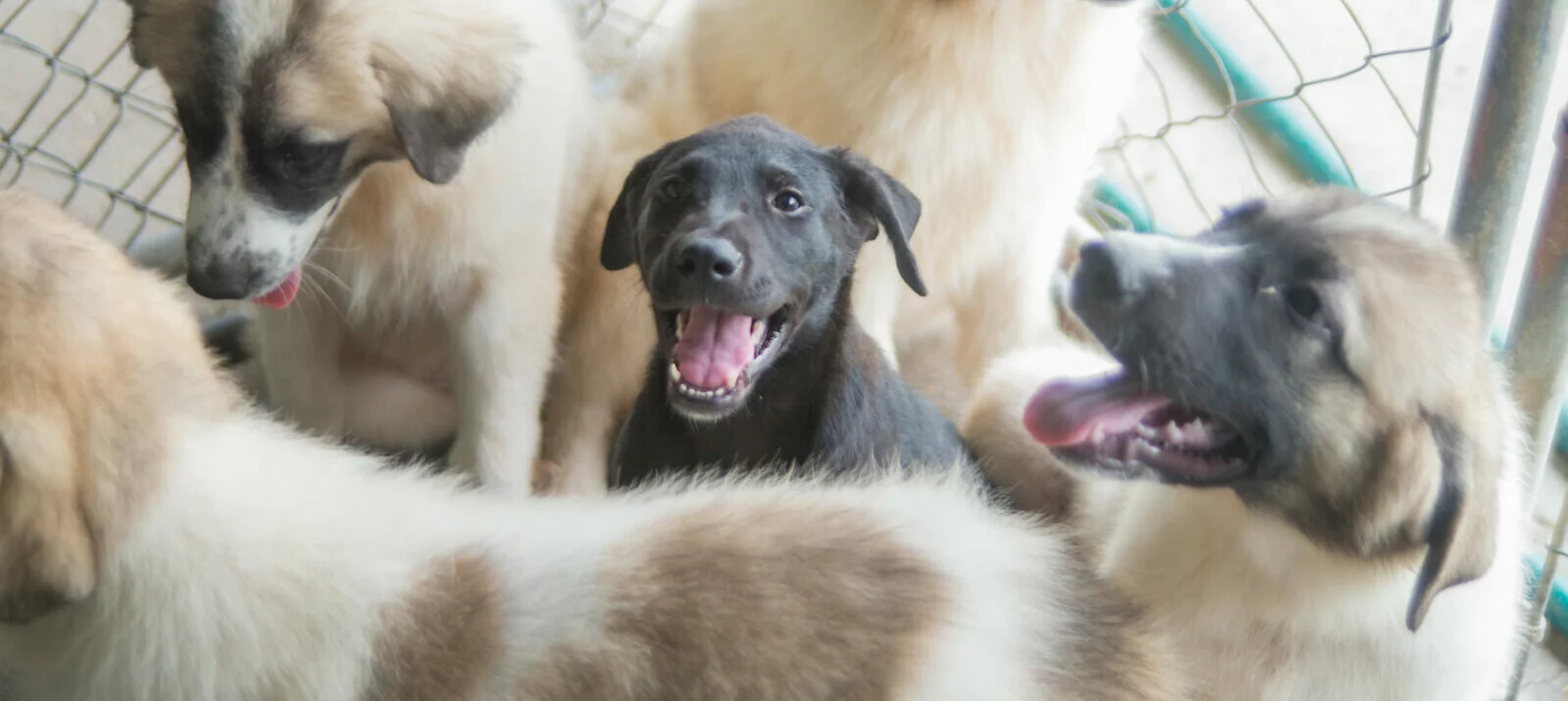 A group of puppies, mostly tan and white, surround a black puppy that is looking up with its mouth open, appearing happy, inside a fenced area.