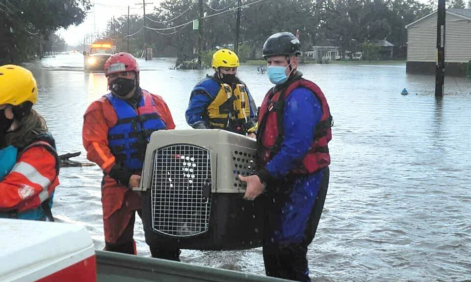 Three rescue workers in helmets and masks wade through floodwater, carrying a large pet crate. A flooded street, houses, and an emergency vehicle are visible in the background.