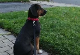 A black and brown dog wearing a red collar sits on a sidewalk, looking out toward a grassy area and a street.