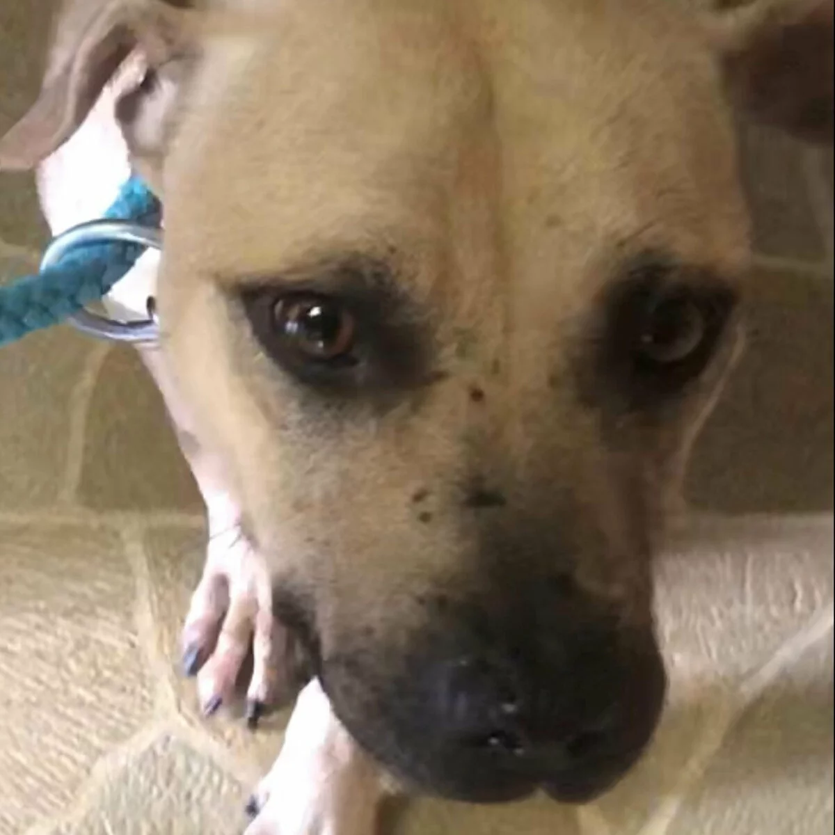 A close-up view of a tan dog with dark eyes and a blue collar, looking up at the camera while standing on a tiled floor.