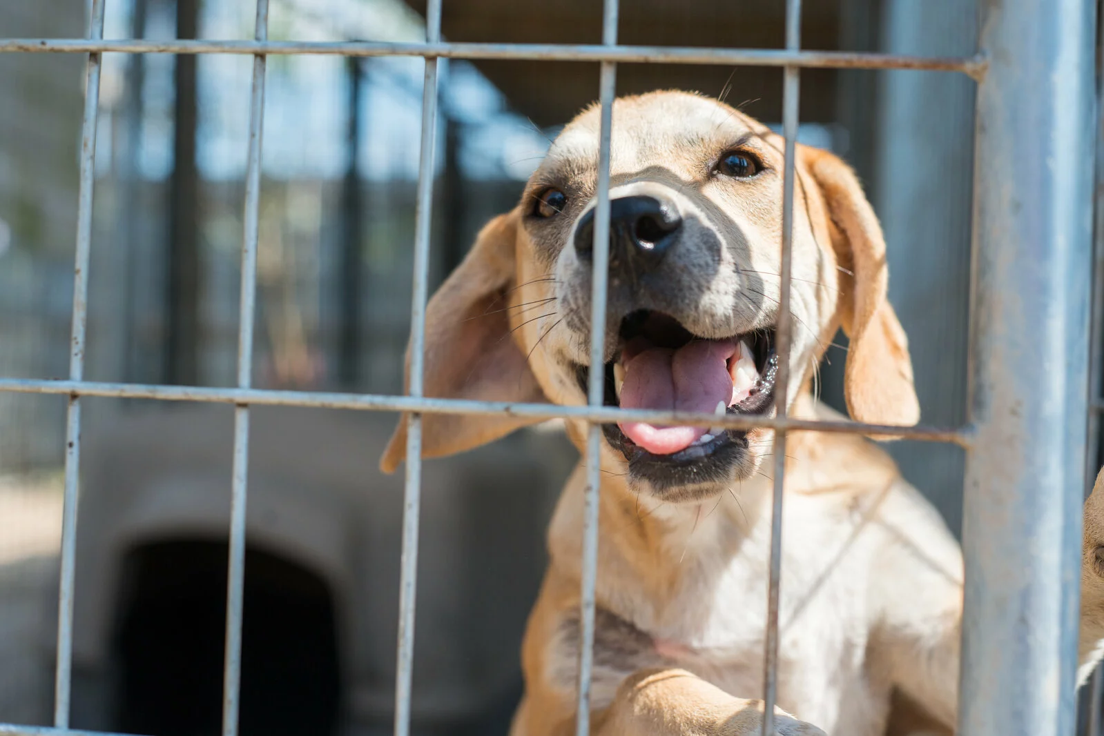 A playful light brown puppy with floppy ears and its mouth open stands behind the bars of a metal kennel, looking out with a happy expression. A doghouse is visible in the background.