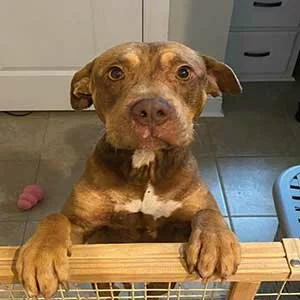 A brown dog with white markings stands on its hind legs behind a wooden gate, looking up. The background features tile flooring, a pink dog toy, and white cabinets with drawers.