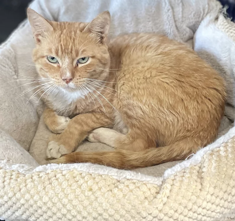 An orange tabby cat with green eyes is curled up and resting in a soft, cream-colored pet bed, looking calmly at the camera.