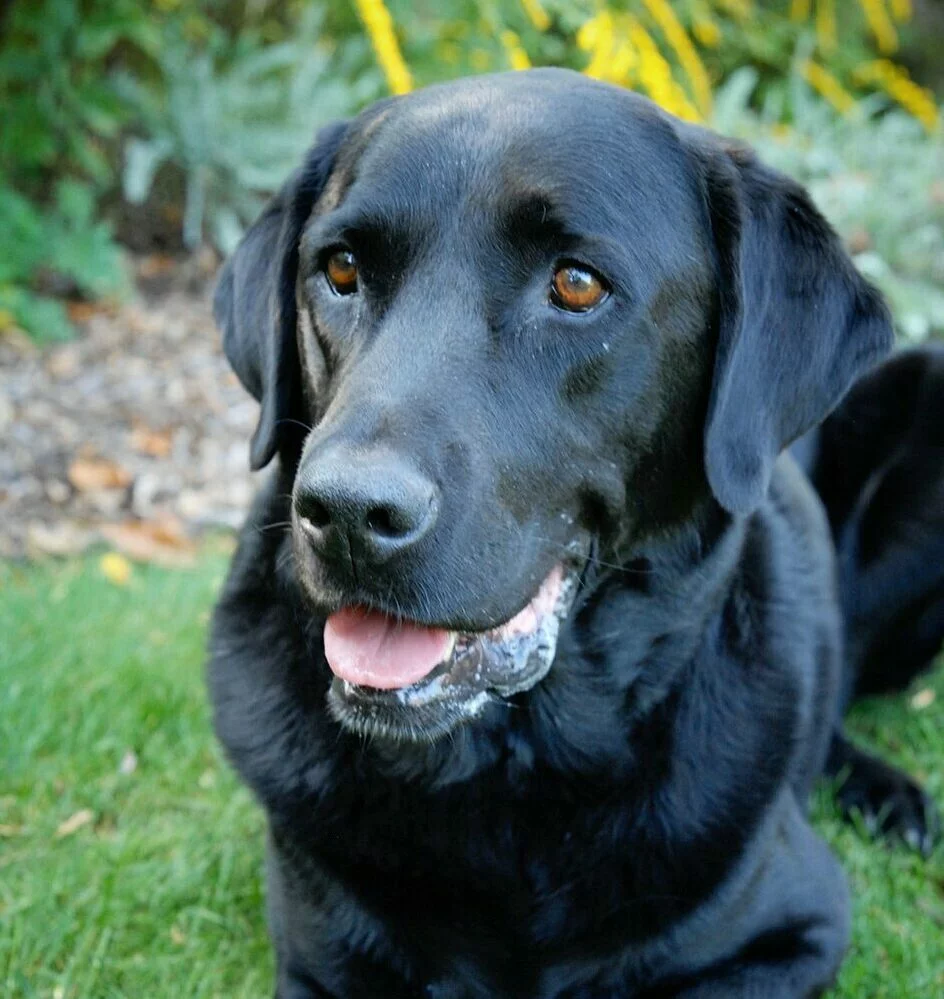 A black Labrador Retriever with brown eyes is lying on green grass, looking slightly off camera. There are yellow flowers and leafy plants in the blurred background.