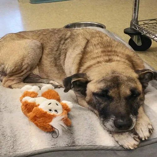 A brown and black dog is lying on a gray blanket, resting its head on its paws next to an orange and white stuffed toy. A metal bowl and cart are visible in the background.