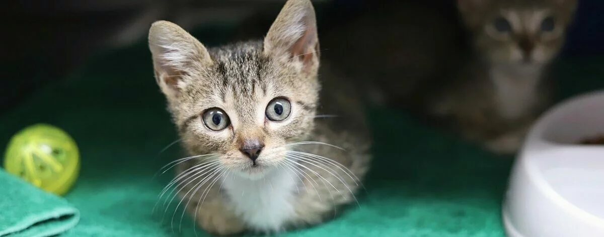 A gray tabby kitten with wide eyes lies on a green surface next to a yellow ball and a white food bowl, with another kitten blurred in the background.