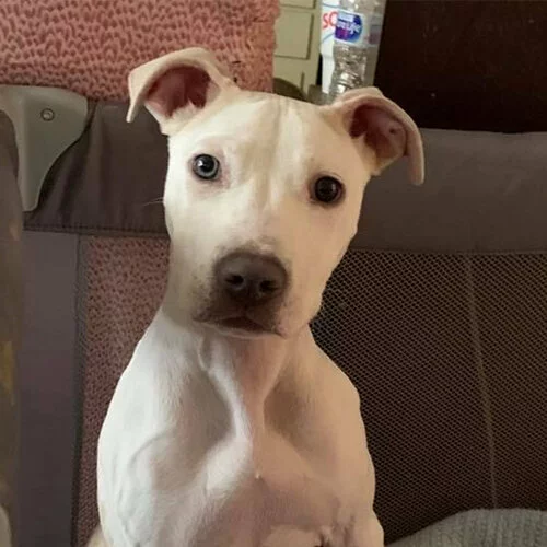 A light-colored dog with pointy ears and big eyes sits indoors, staring at the camera. A mesh gate and a pink textured blanket are visible in the background.