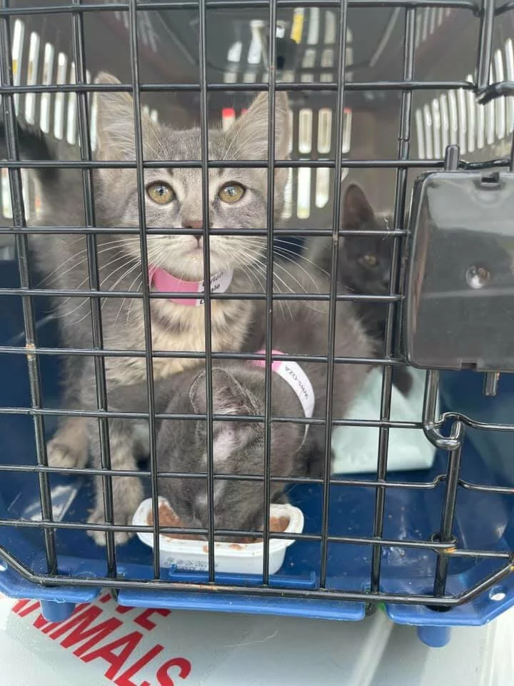 Three gray kittens wearing collars sit inside a pet carrier. One kitten looks up through the bars while another eats from a small dish. The background is blurred, and part of a red sign is visible outside the carrier.