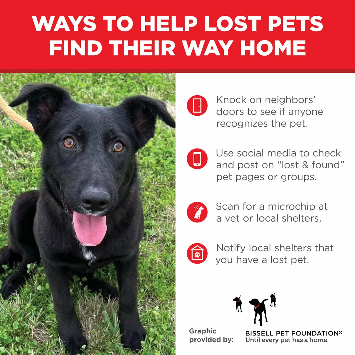 A black dog on a leash sits on grass. Next to the dog are tips for finding lost pets: ask neighbors, use social media, scan for a microchip, and notify local shelters. The graphic is from the BISSELL Pet Foundation.