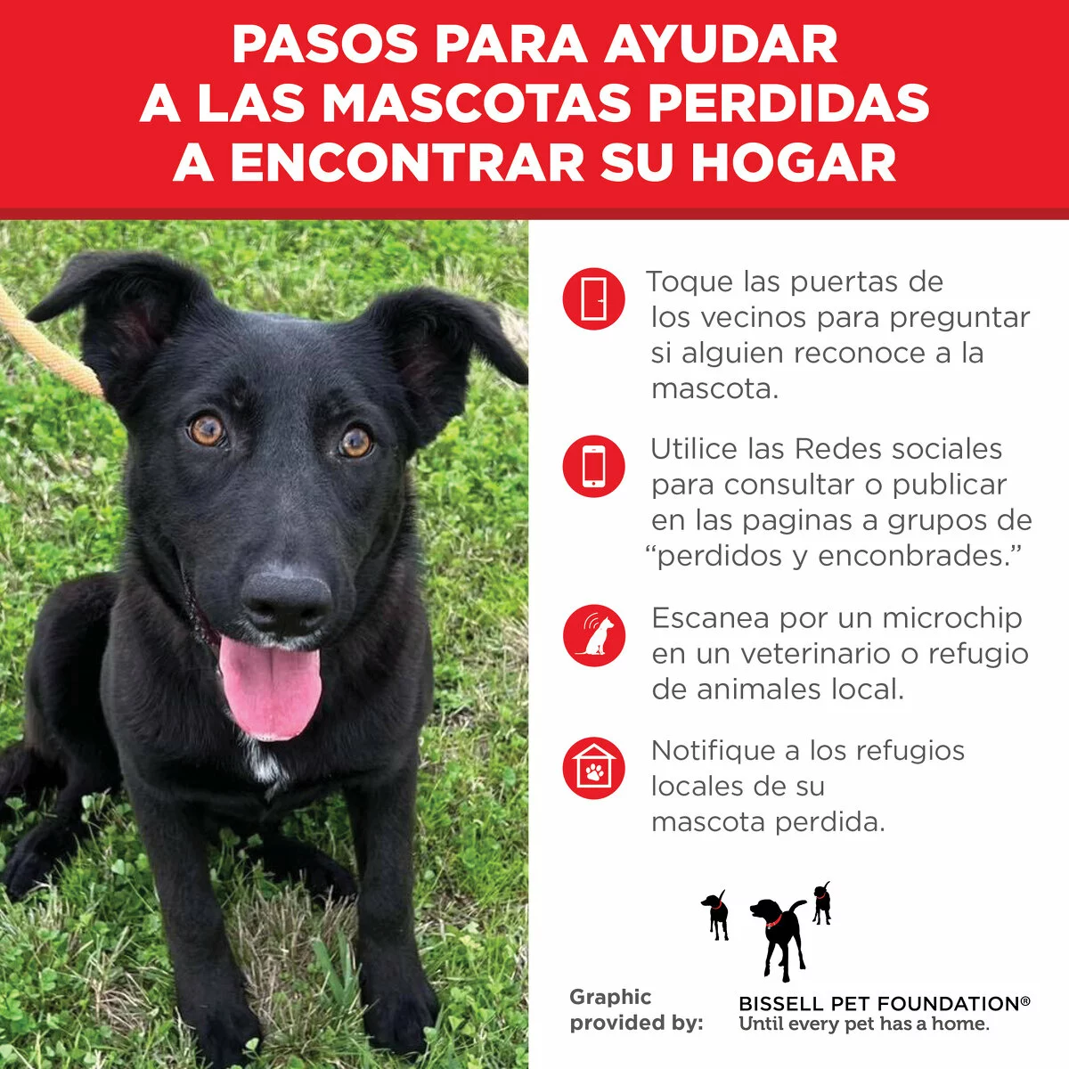 A black dog with pointed ears sits on grass, looking up with its tongue out. Next to the dog are four steps in Spanish for helping lost pets find their home, along with related icons and a logo at the bottom. The bullets include: toque las puertas de los vecinos para preguntar is alguoien reconoce a la mascot, utilize las redes socials para consular o publican en las patinas a groups de 
