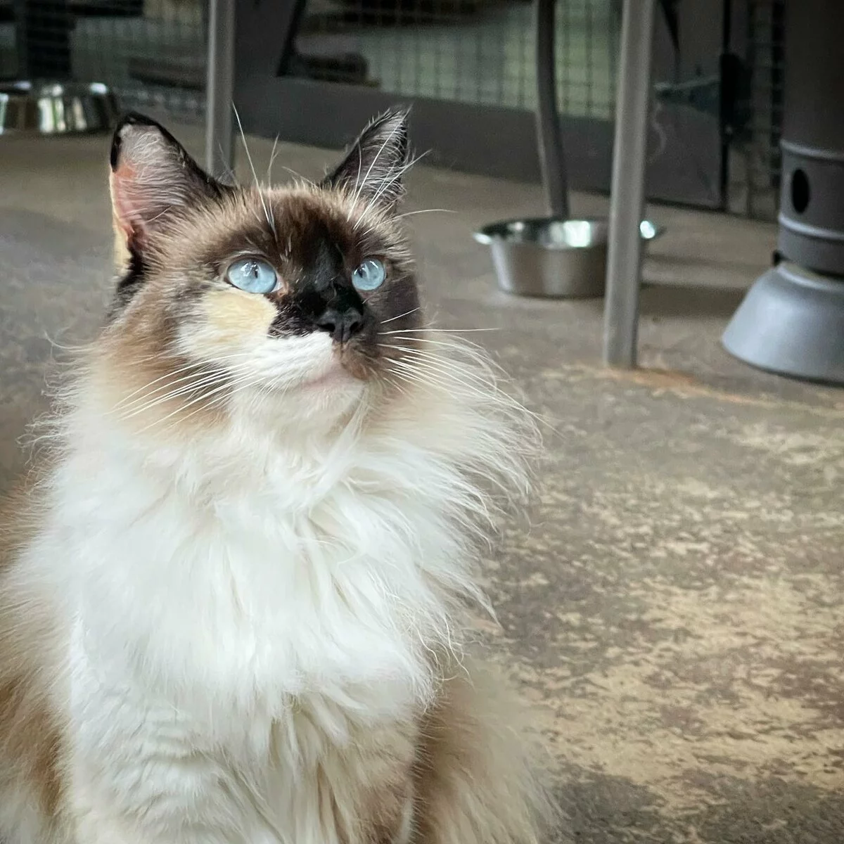 A fluffy cat with blue eyes, a dark face, and white fur around its neck looks upward. The cat is indoors on a textured floor, with metal bowls and furniture in the background; the image contains 0 people.