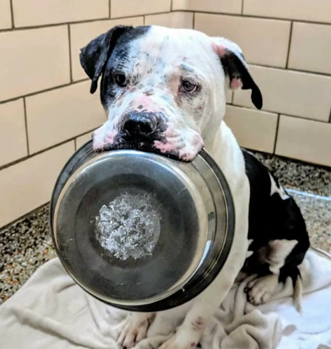 A black and white dog sits on a blanket, holding an empty metal food bowl in its mouth, looking up with an expectant expression. The background shows tiled walls and a speckled floor.