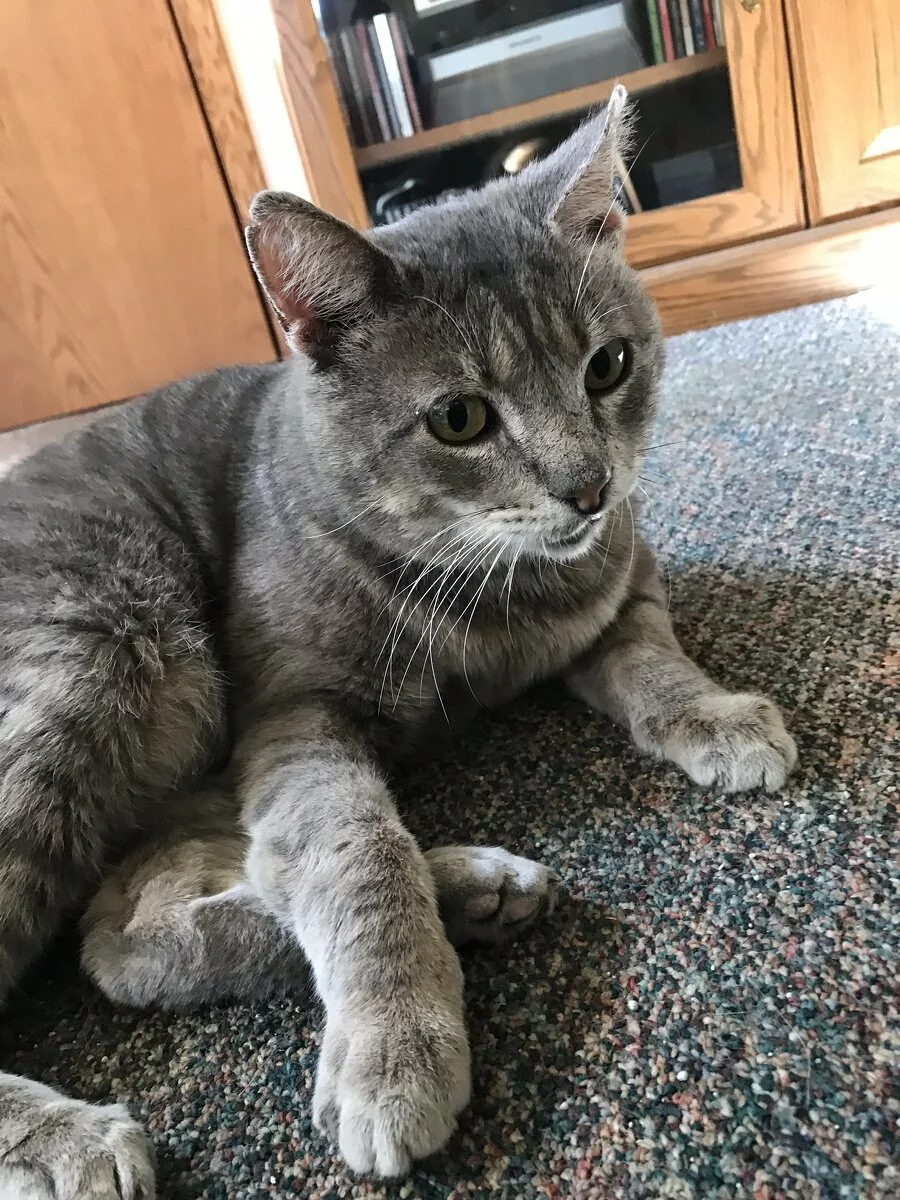 A gray tabby cat with green eyes lies on a speckled carpet, looking attentively to the side. Wooden furniture and a shelf with books or DVDs are visible in the background.