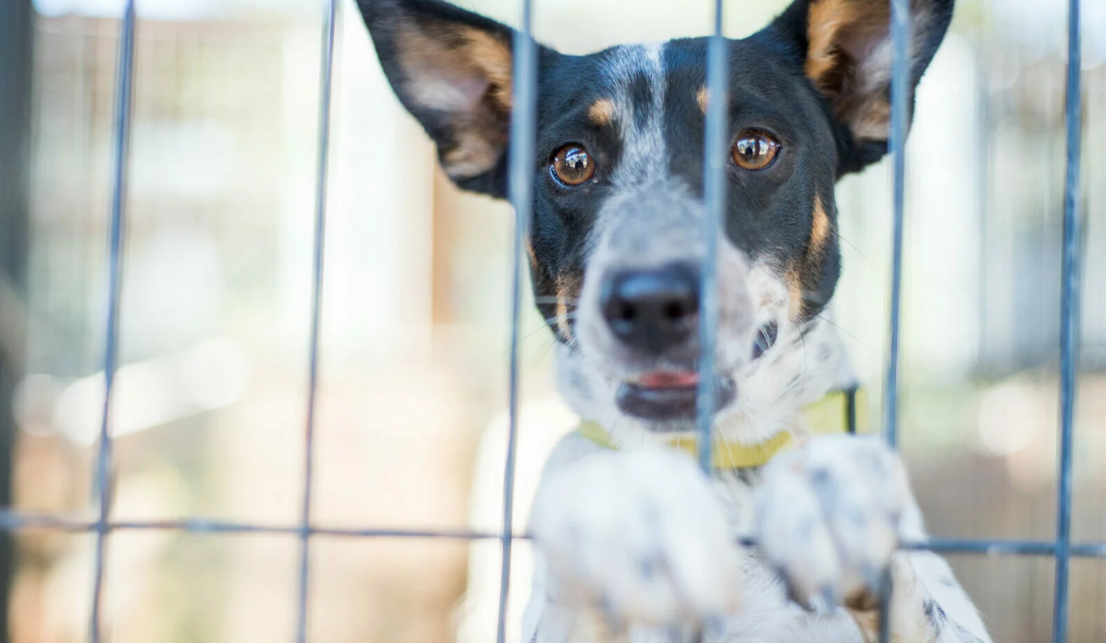 A close-up of a black, white, and brown dog with a yellow collar standing on its hind legs behind the bars of a cage, looking out with an alert and hopeful expression.