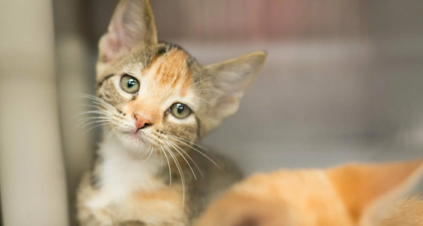 kitten