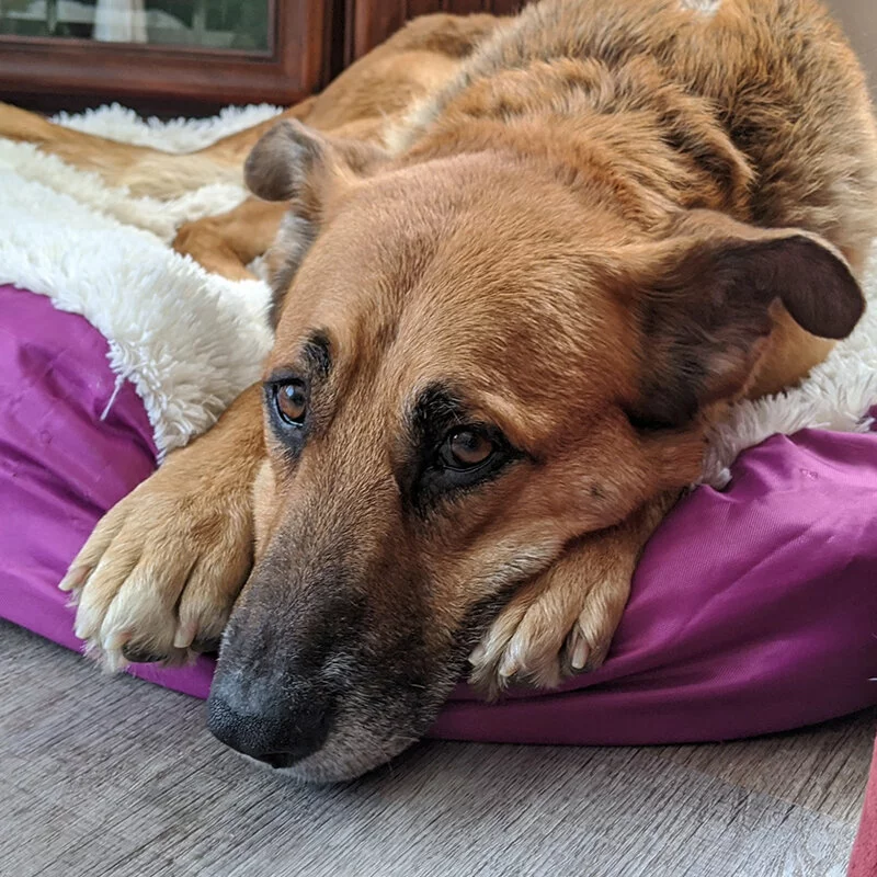 A large brown dog with black markings lies on a purple dog bed, resting its head and front paws on the edge, looking off to the side with gentle, expressive eyes.