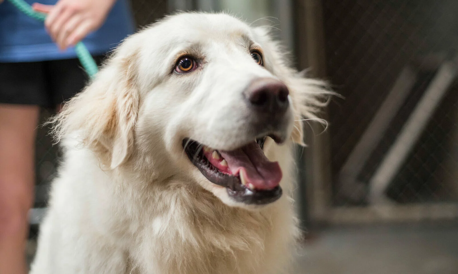 A fluffy white dog with light brown eyes and an open mouth looks up happily. The dog is indoors on a leash, held by a person whose arm and hand are partially visible.