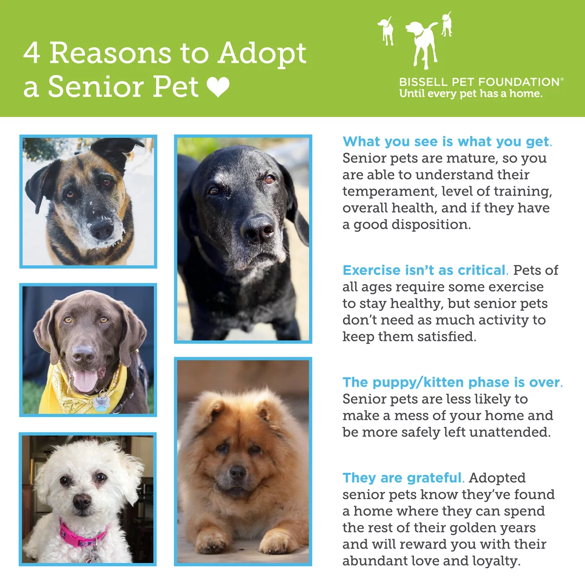 A graphic titled 4 Reasons to Adopt a Senior Pet shows four photos of older dogs and lists benefits of adopting senior pets, including: What you see is what you get. Senior pets are mature, so you are able to understand their temperament, level of training, overall health, and if they have a good disposition. Exercise isn't as critical. Pets of all ages require some exercise to stay healthy, but senior pets don't need as much activity to keep them satisfied. The puppy/kitten phase is over. Senior pets are less likely to make a mess of your home and be more safely left unattended. They are grateful. Adopted senior pets know they've found a home where they can spend the rest of their golden years and will reward you with their abundant love and loyalty.