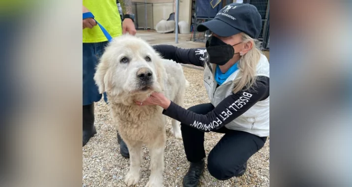 A woman wearing a black mask and hat kneels beside a large, fluffy white dog, gently holding its chin, while another person holds the dogs blue leash outdoors on gravel.