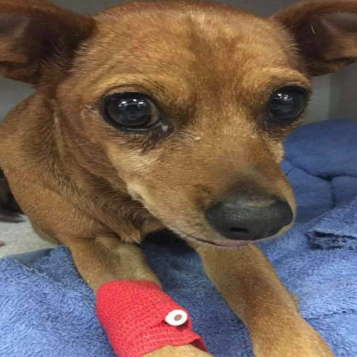 Small brown dog with large, dark eyes and a red bandage on its front leg, lying on a blue towel, looking up with a concerned expression.