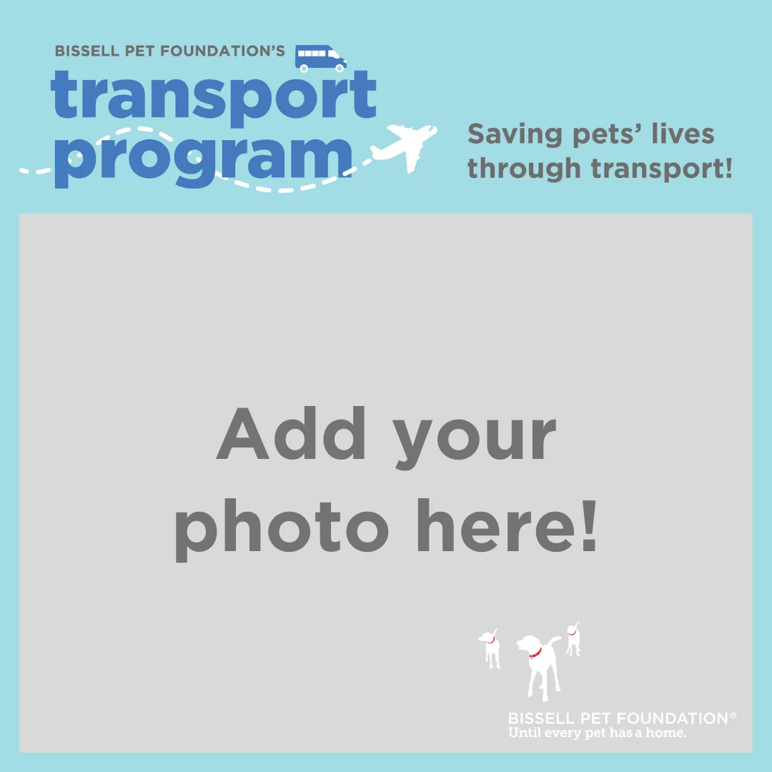 A template for Bissell Pet Foundation’s Transport Program with text “Saving pets’ lives through transport!” and a space labeled “Add your photo here!” on a light blue and gray background.