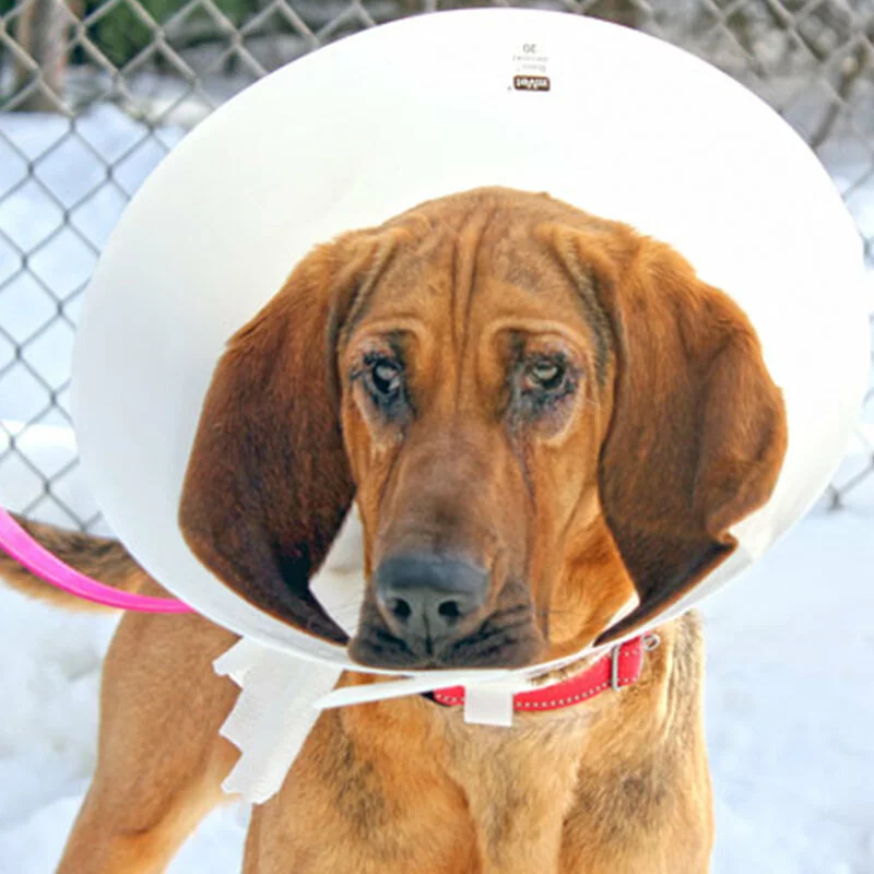 A brown dog wearing a cone collar stands outside on a snowy day, with a metal fence in the background.