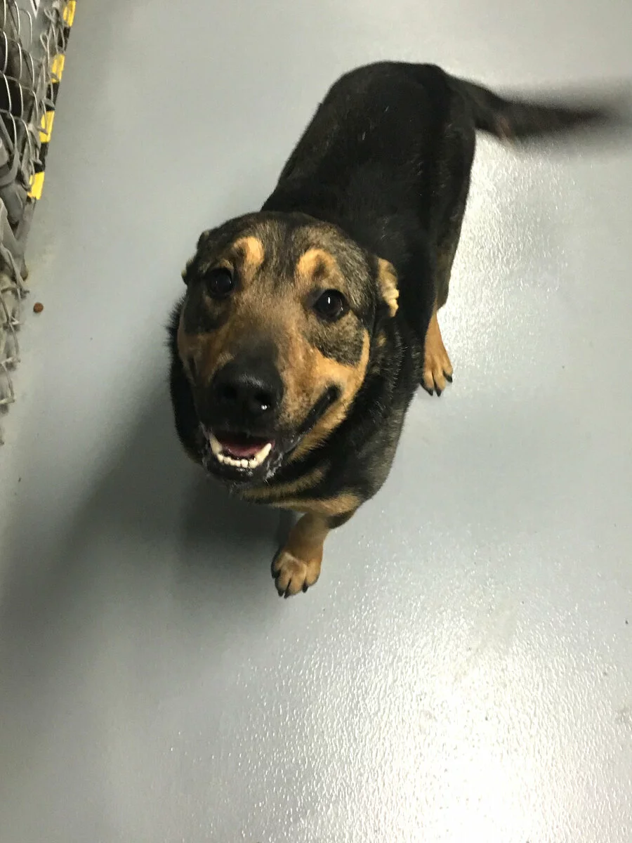A black and brown dog with a happy expression stands on a smooth, light gray floor, looking up at the camera with its mouth slightly open.