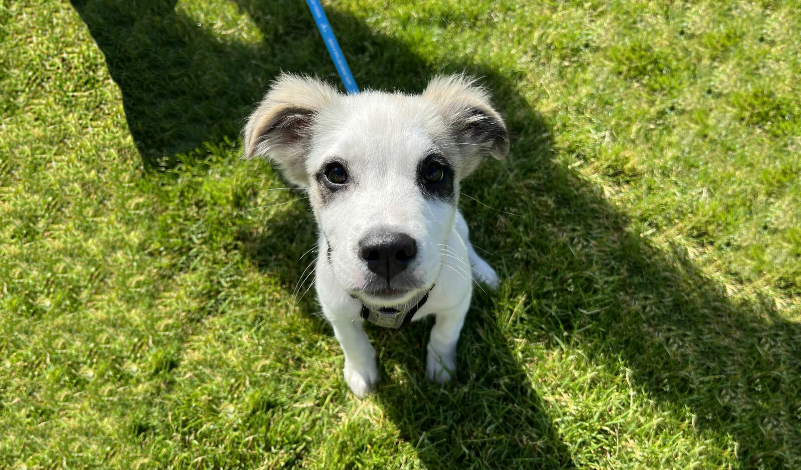 A small white puppy with light brown ears looks up at the camera while sitting on green grass, attached to a blue leash. Shadows stretch across the lawn beside the dog.