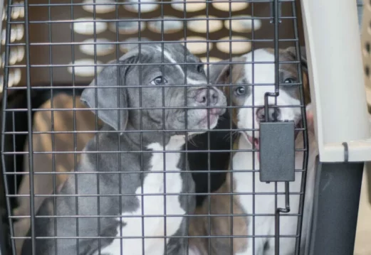 Two puppies sit closely together inside a pet crate, looking out through the metal bars with curious expressions. The crate is beige with ventilation holes in the background.