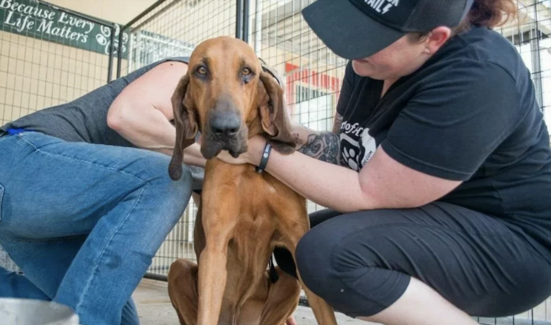 Two people gently hold and comfort a thin brown dog inside an animal shelter. A sign in the background reads, Because Every Life Matters. The dog looks forward with a calm, slightly sad expression.
