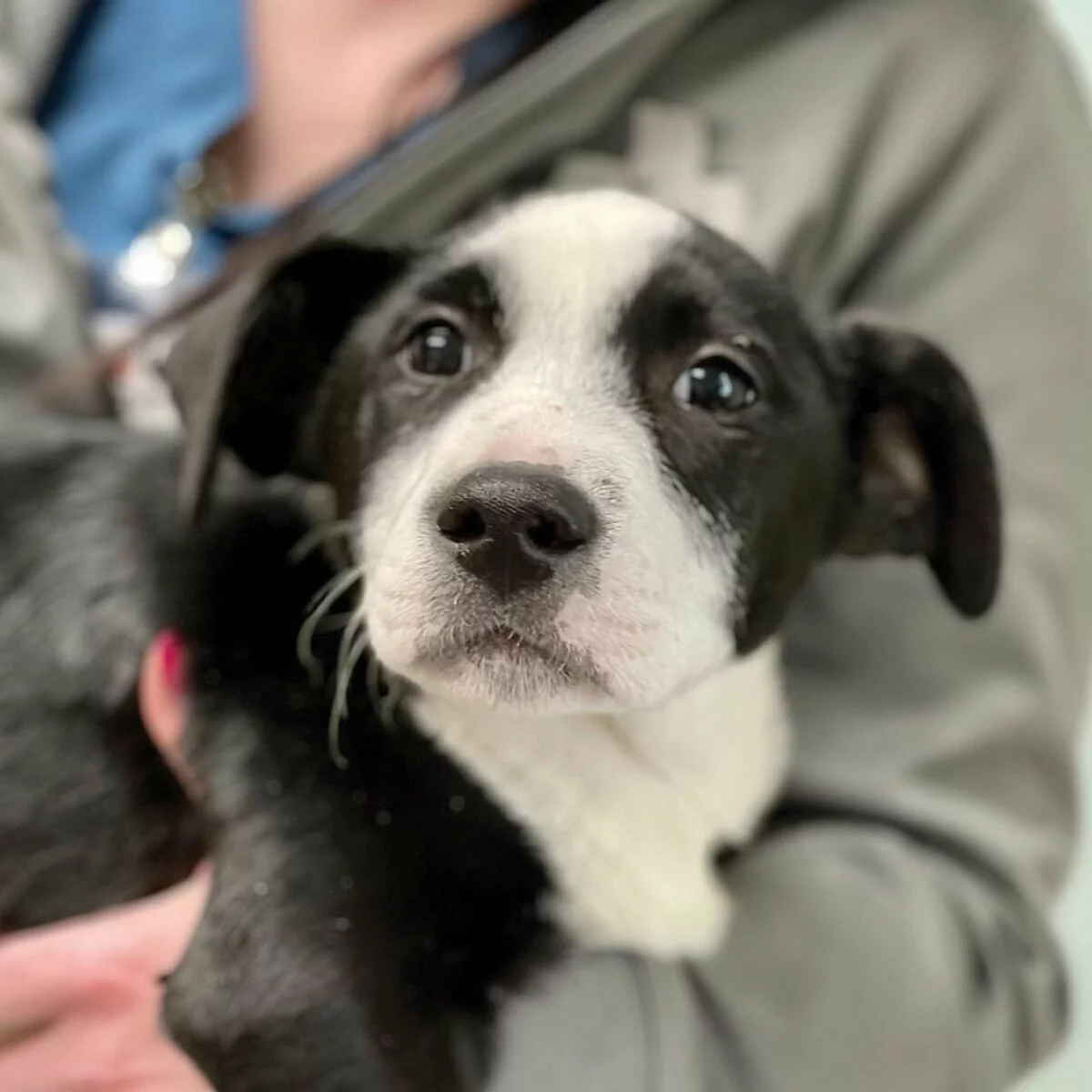 A close-up of a black and white puppy being held gently by a person wearing a gray jacket, with the puppy looking directly at the camera with wide, curious eyes.