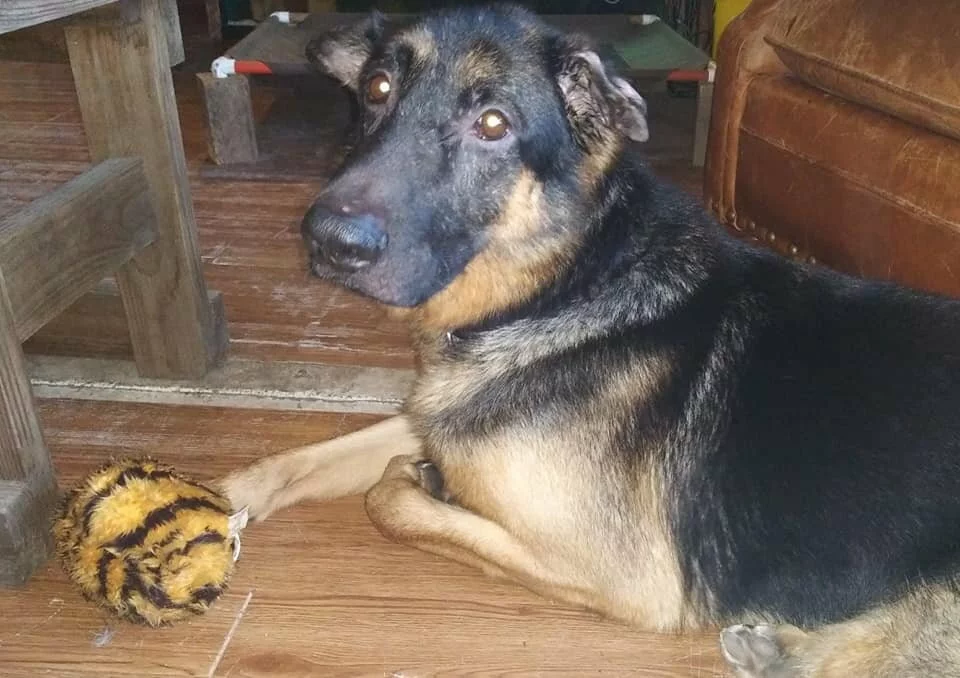 A German Shepherd lies on a wooden floor indoors, looking at the camera, with its paw resting on a fuzzy, tiger-striped toy ball.