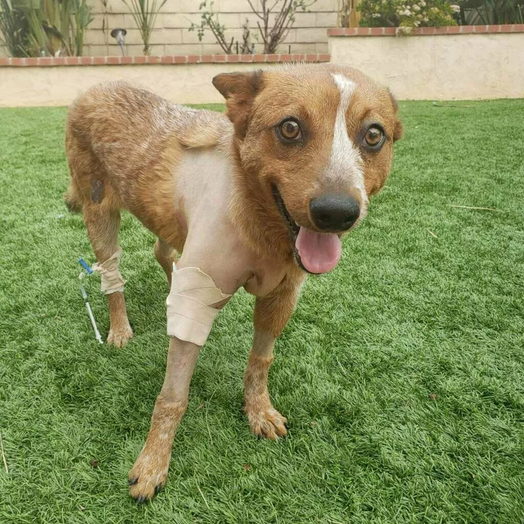 A brown dog with a white stripe on its face stands on grass with its tongue out. The dog has shaved fur and bandages on its front legs, possibly from a recent medical procedure.
