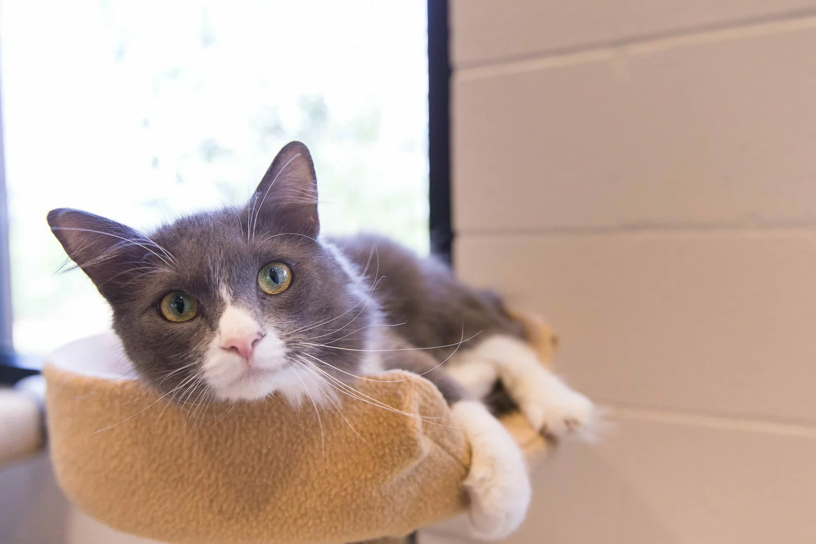 A gray and white cat with green eyes lounges on a beige cat perch, looking directly at the camera. The background shows a white wall and a sunlit window.