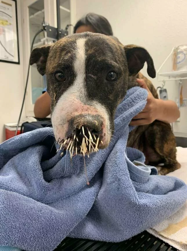 A brown dog with a white snout is wrapped in a blue towel, with numerous porcupine quills stuck in its nose and mouth, while a person holds it at a veterinary clinic.