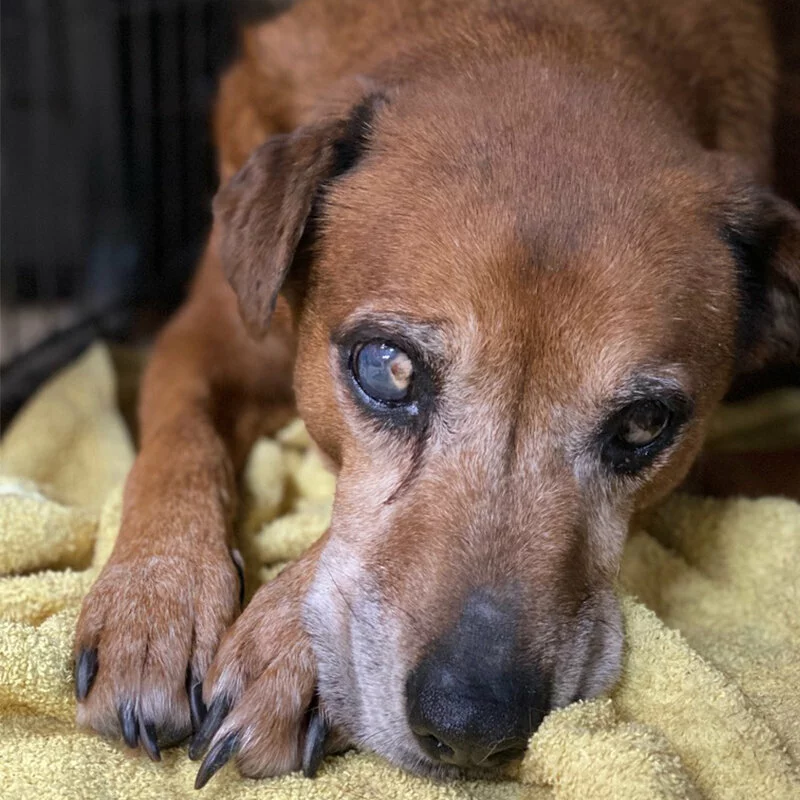 A close-up of an elderly brown dog lying on a yellow towel, with one cloudy eye suggesting possible blindness and a gentle, resting expression.