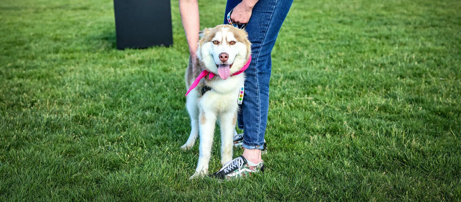 A fluffy brown and white dog with a pink bandana stands on green grass, held on a leash by a person in blue jeans and black sneakers. The dog is looking at the camera with its tongue out.