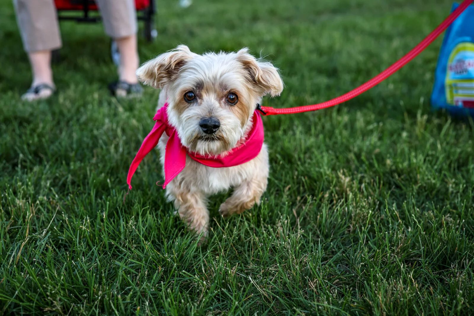 small dog in grass