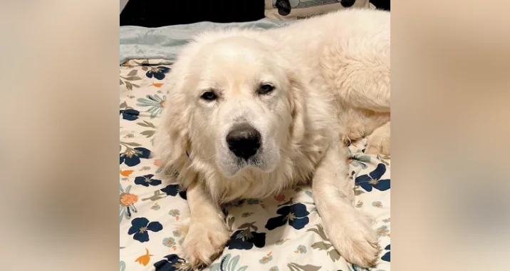 A fluffy white dog with long fur is lying on a bed with a floral-patterned blanket, looking calmly at the camera—her name is Xyla.