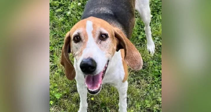 A happy brown, black, and white dog with floppy ears stands on green grass, looking up at the camera with its mouth open, appearing to smile.