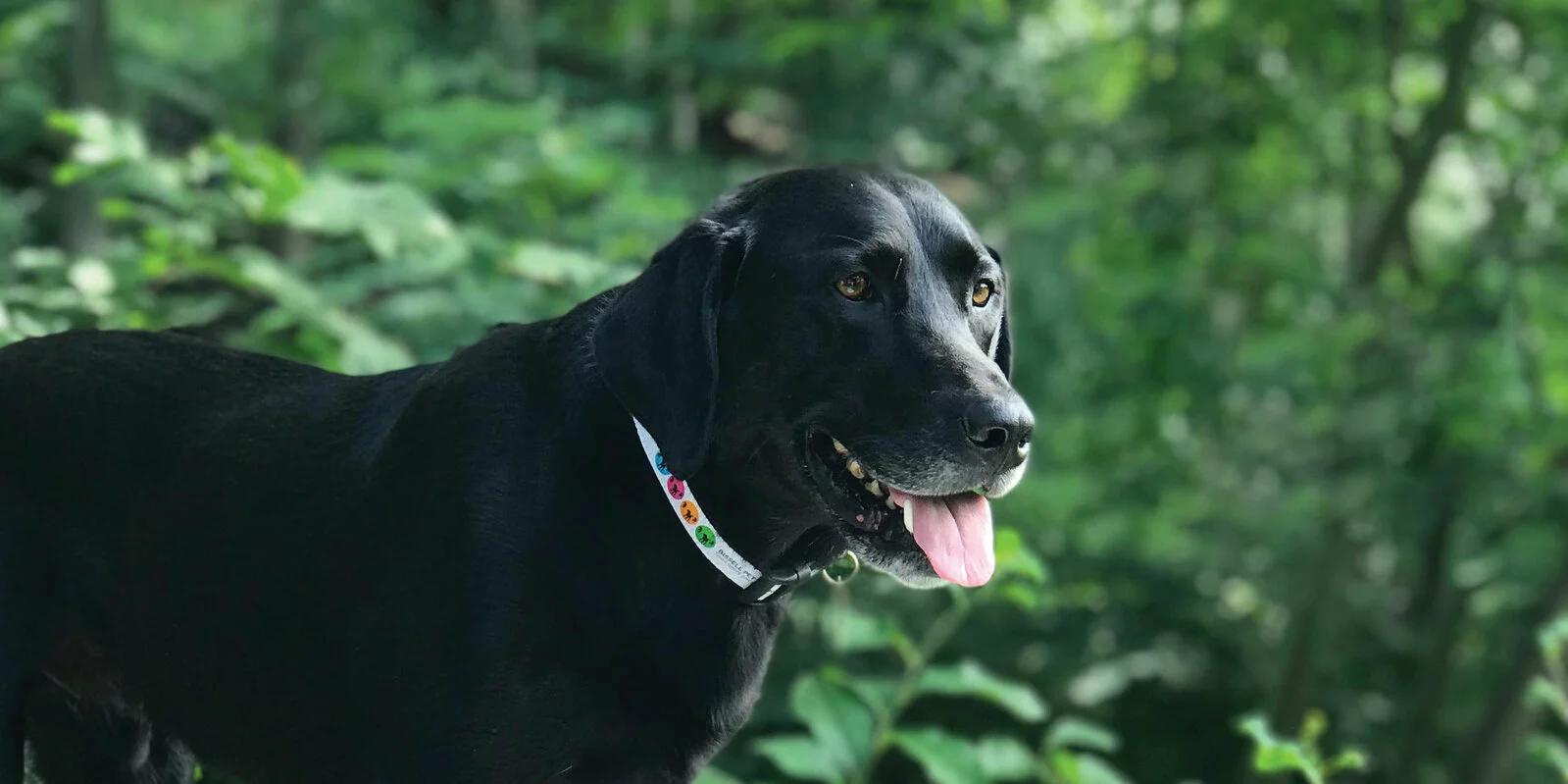 A black dog wearing a colorful collar stands outdoors with its mouth open and tongue out, surrounded by lush green foliage in the background.