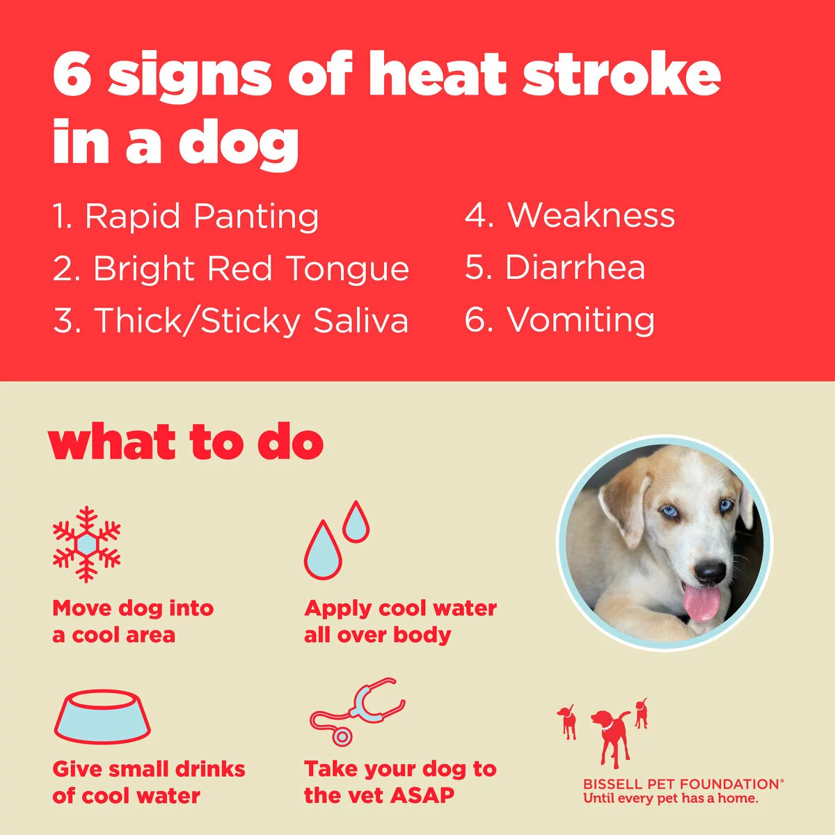 Infographic titled 6 signs of heat stroke in a dog with a list of symptoms, an image of a dog, and illustrated tips for treatment. The 6 signs are: Rapid Panting, Bright Red Tongue, Thick/Sticky Saliva, Weakness, Diarrhea, Vomiting. Here's what to do if your pet is experiencing these symptoms: Move dog to a cool area, apply cool water all over the body, give small drinks of cool water, take your dog to the vet ASAP.