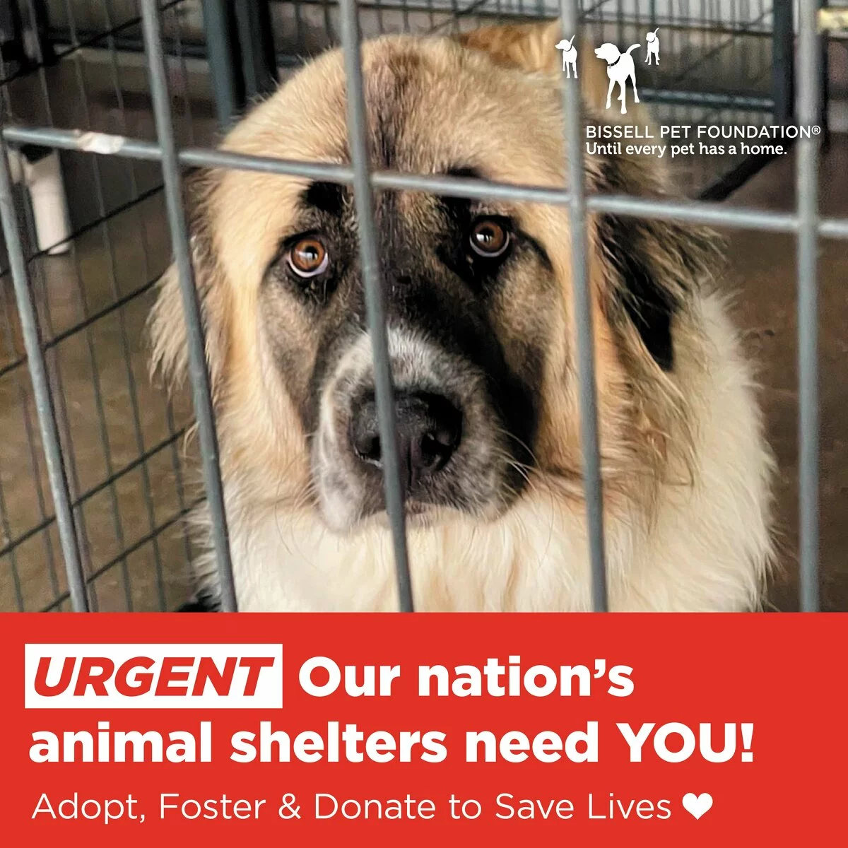 A sad, fluffy dog with brown and white fur looks through the bars of a kennel. Text urges people to help animal shelters by adopting, fostering, or donating, and shows the Bissell Pet Foundation logo.