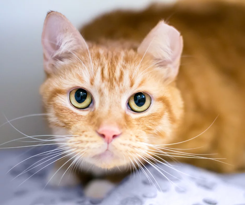 A close-up of an orange tabby cat with green eyes, focused directly at the camera, resting on a light-colored surface with a soft background.
