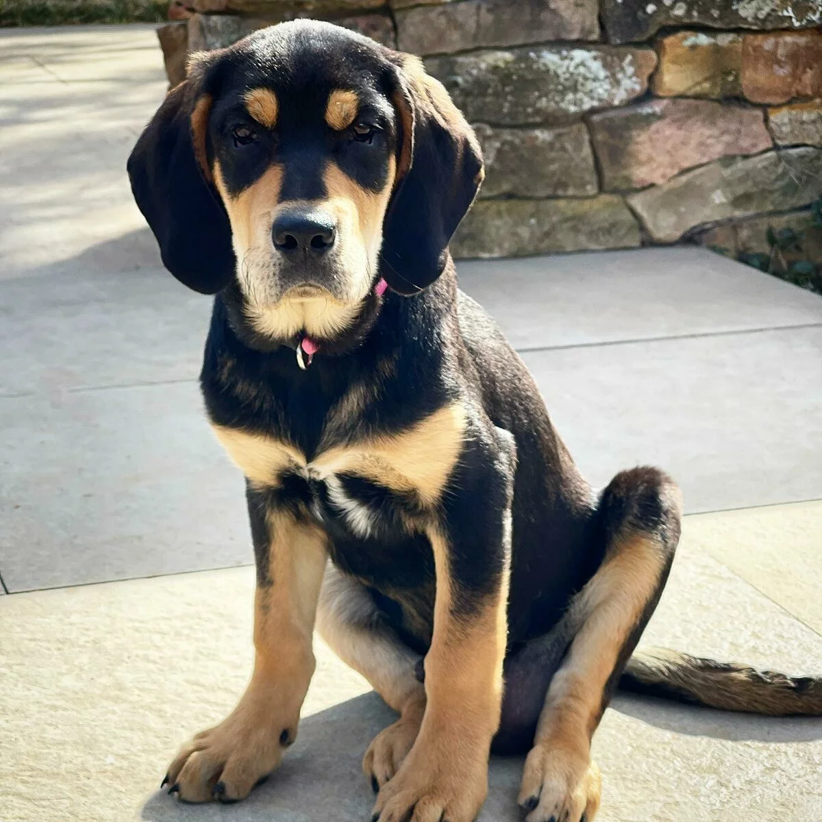 A black and tan puppy with floppy ears and a pink collar sits on a stone patio, looking at the camera. There is a stone wall and some greenery in the background.