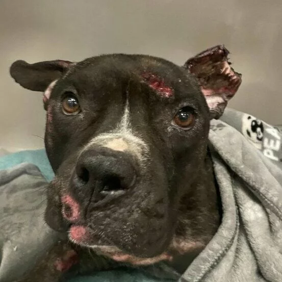 A black and white dog with scars on its face and a damaged ear looks up. The dog is partially wrapped in a gray blanket and appears to be recovering from injuries.